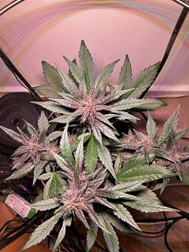 Growreport Bild 25