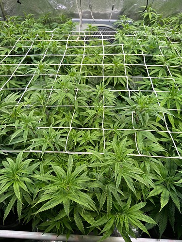 Growreport Bild 34