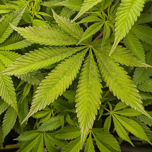 Growreport Bild 14