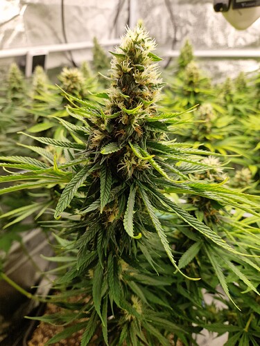 Growreport Bild 14