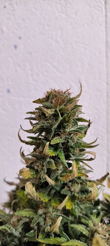Growreport Bild 5