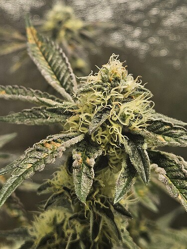 Growreport Bild 3