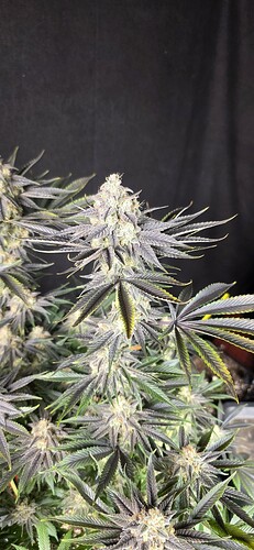 Growreport Bild 22