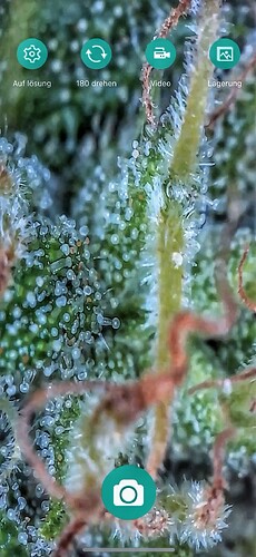 IMG_6388