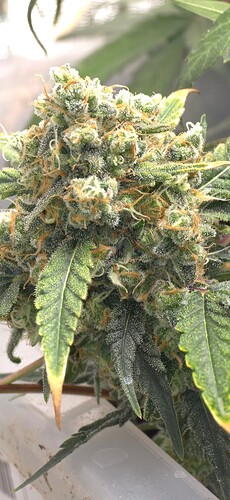 Growreport Bild 2