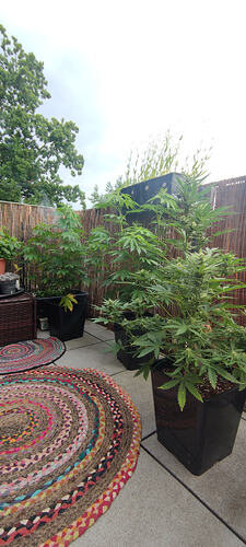 IMG_20260608_195555