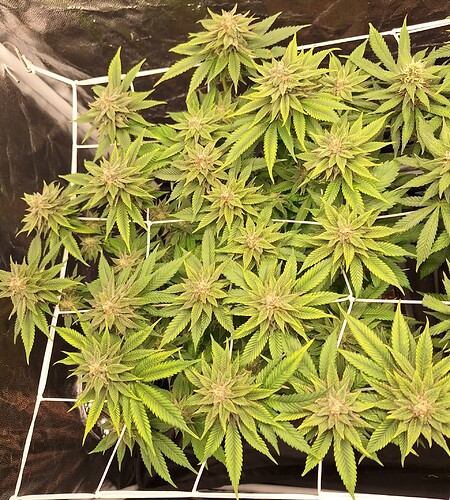 Growreport Bild 8