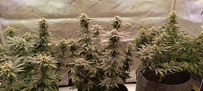 Growreport Bild 3