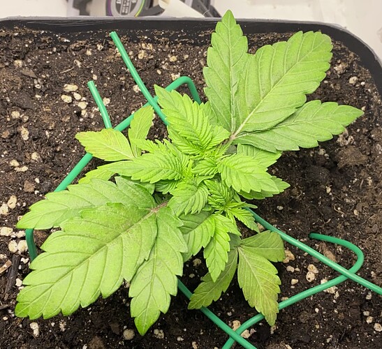 Growreport Bild 49