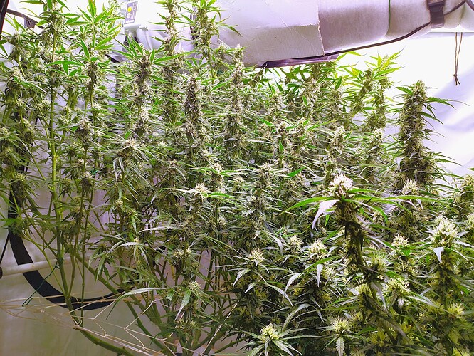 Growreport Bild 24
