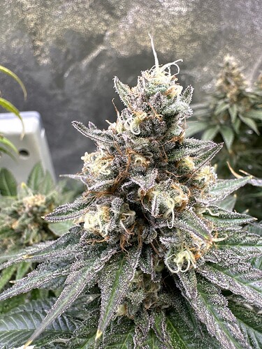 Growreport Bild 23