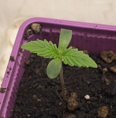 Growreport Bild 2