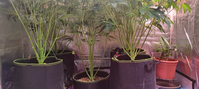 Growreport Bild 40