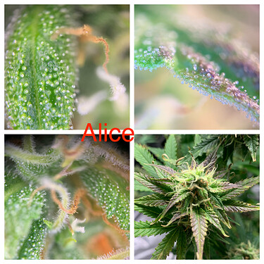 Growreport Bild 6
