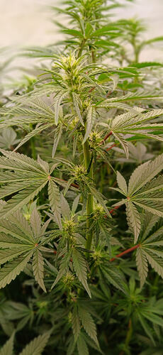 Growreport Bild 10