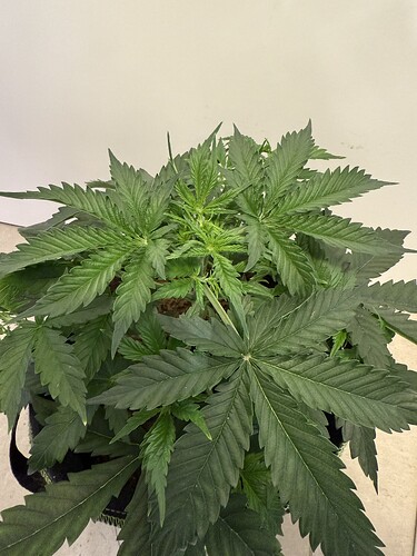 Growreport Bild 2