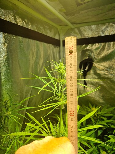 Eine junge Cannabispflanze wird mit einem Lineal gemessen, das etwa 150 cm anzeigt. Die Pflanze befindet sich in einer Growbox und zeigt erste Anzeichen von Blütenbildung.