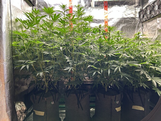 Vier Cannabis-Pflanzen in Stofftöpfen in einem Growzelt während der Blütephase.