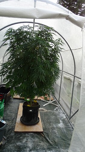 Growreport Bild 4