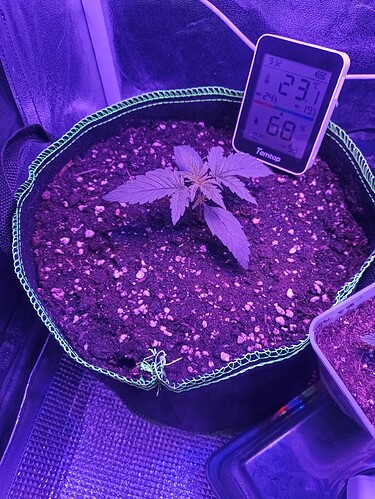 Growreport Bild 1