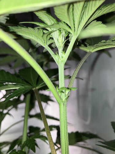 Growreport Bild 5