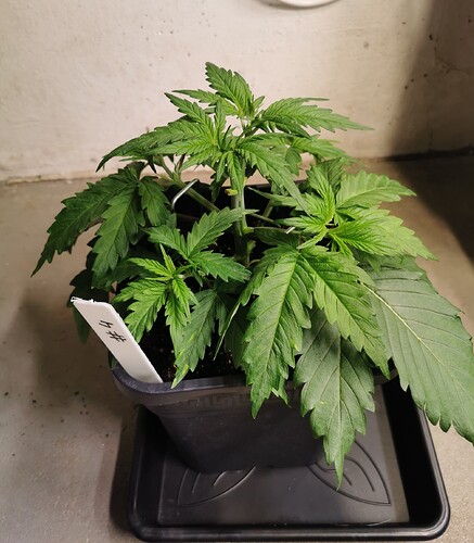 Growreport Bild 1
