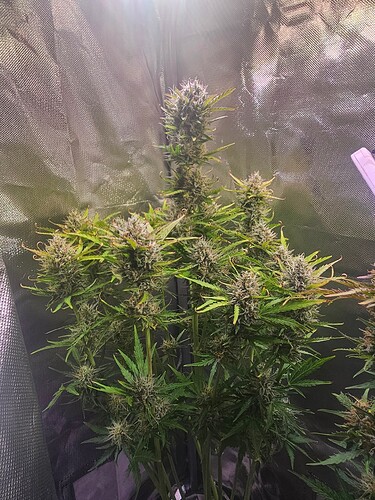 Growreport Bild 27