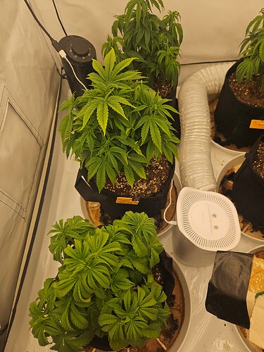 Growreport Bild 31