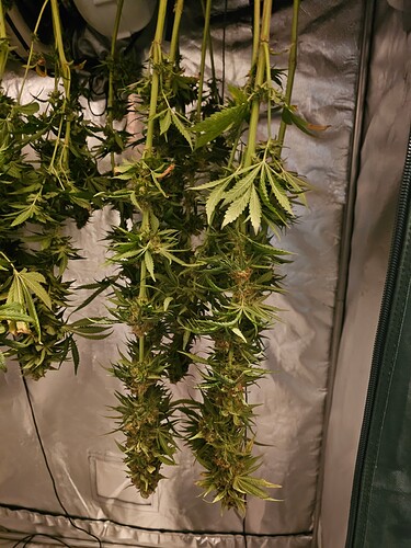 Growreport Bild 5