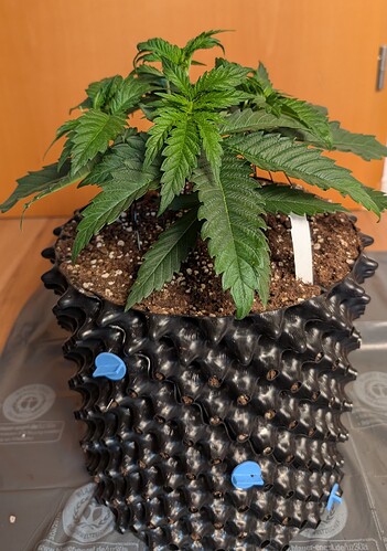 PXL_20250411_072109005.MP~2