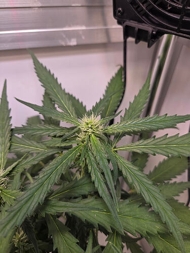 Nahaufnahme einer Cannabis-Pflanze in der frühen Blütephase mit sichtbaren weißen Stigmen, im Hintergrund ist ein Teil eines Grow-Lüfters zu sehen.