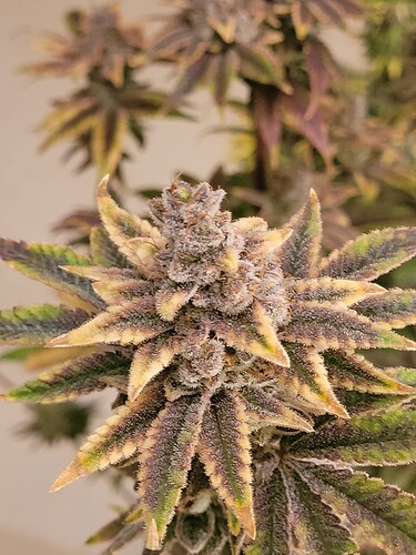 Growreport Bild 7