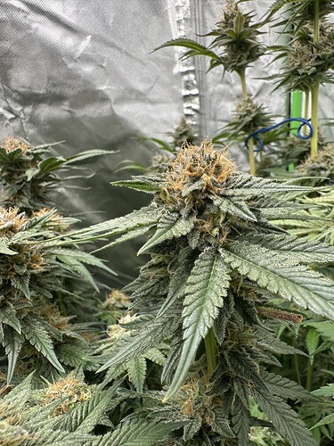 Growreport Bild 13