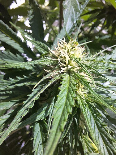 Growreport Bild 3