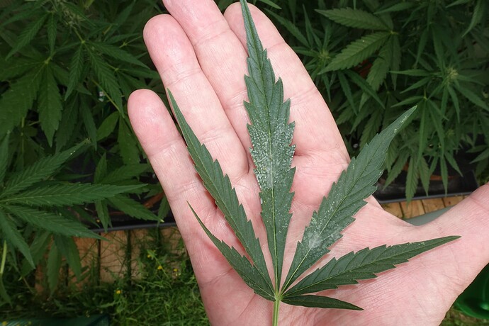 Growreport Bild 1