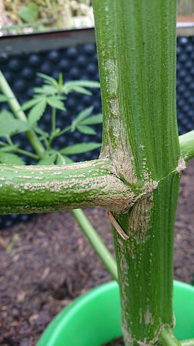 Growreport Bild 37