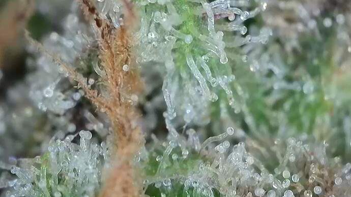 Growreport Bild 34