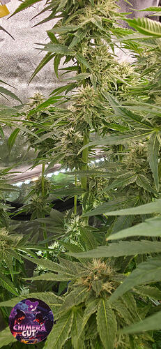 Growreport Bild 20