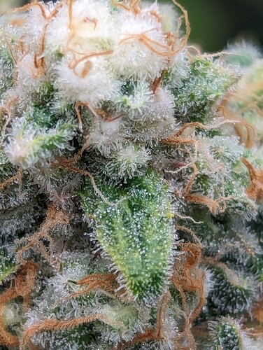Growreport Bild 12