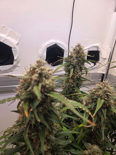 Growreport Bild 3