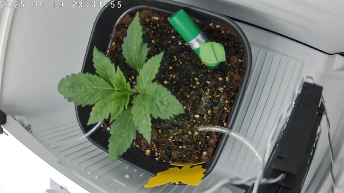 7CF17E62EEF6_20250519203157433_cam0