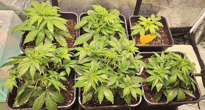 Growreport Bild 1