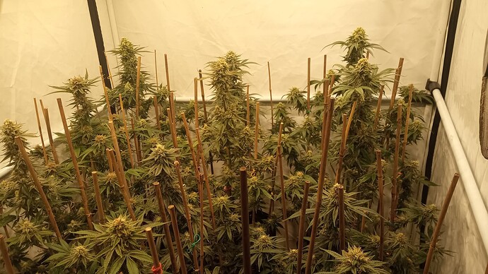 Growreport Bild 9