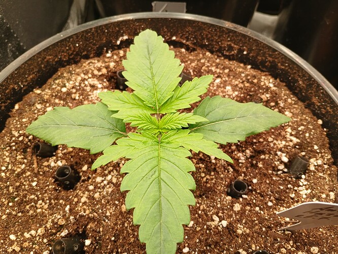 Growreport Bild 3