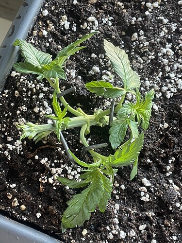 Growreport Bild 1