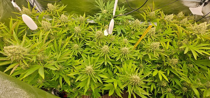 Growreport Bild 28