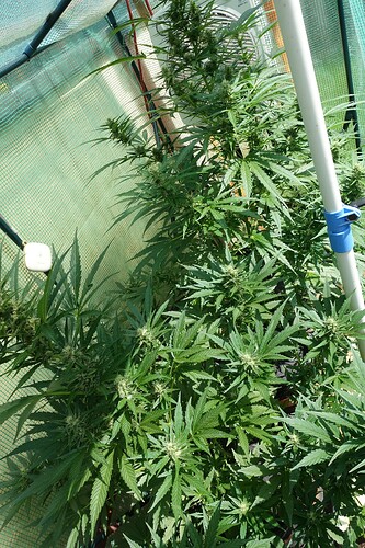 Growreport Bild 12