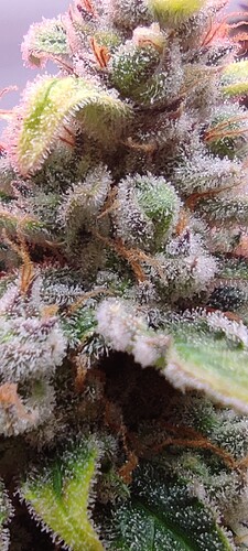 Growreport Bild 1