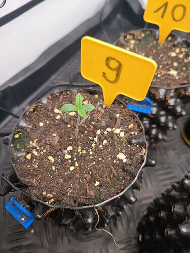 Growreport Bild 40