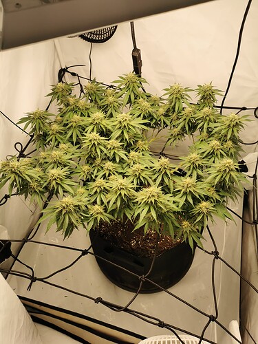 Growreport Bild 2